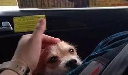 关于狗的爆料视频大全,热门爆料视频大盘点