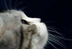 娱乐吃瓜君和猫,揭秘娱乐圈的萌宠趣事