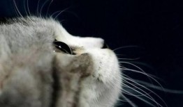 娱乐吃瓜君和猫,揭秘娱乐圈的萌宠趣事