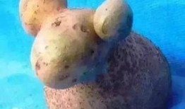 小羊爆料肉泥怎么做视频,小羊教你轻松制作美味肉泥