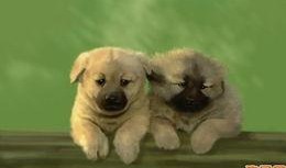 关于狗的爆料视频大全,热门爆料视频大盘点