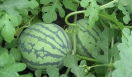 盐城网红吃瓜事件视频,一场网络热议的瓜田奇谈