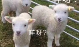 小羊爆料肉泥怎么做视频,小羊教你轻松制作美味肉泥