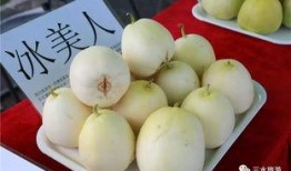 雪梨娱乐吃瓜,揭秘娱乐圈吃瓜背后的真相与内幕