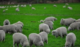 小羊爆料肉泥怎么做视频,小羊教你轻松制作美味肉泥