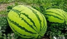 中卫网红如何吃瓜,揭秘网络热点背后的故事