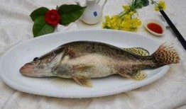 鳜鱼养殖爆料视频,从爆料视频中看养殖全过程