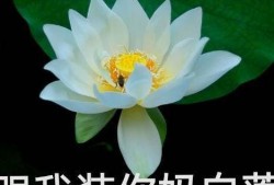 吃网红的瓜山海经,揭秘网红瓜背后的奇幻世界